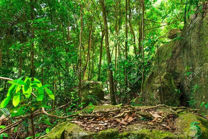 La Bad soutient la sylviculture en Afrique orientale et australe avec un investissement de 20 millions de dollars