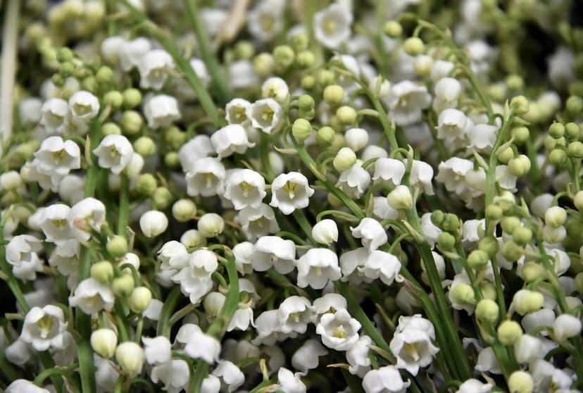 1er mai 2020 : pourquoi s'offre-t-on du muguet pour la Fête du Travail (France)