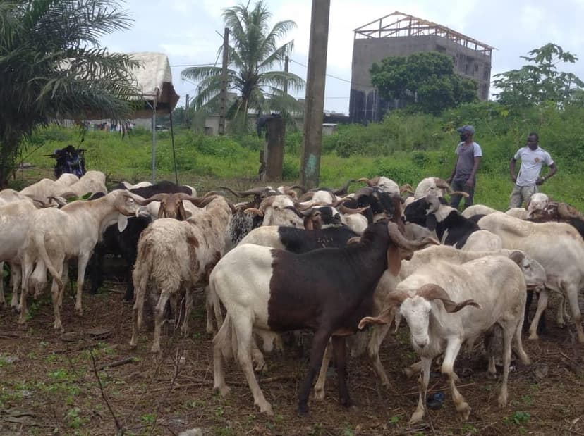 Groupe scolaire d’Excellence-Abobo Dominique Ouattara offre 10 millions de Fcfa aux déguerpis de la filière bétail (Abobo-Coco Service)