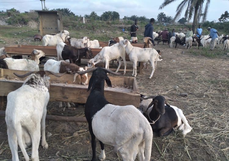 Côte d’Ivoire-Tabaski : ce que redoutent les professionnels du bétail