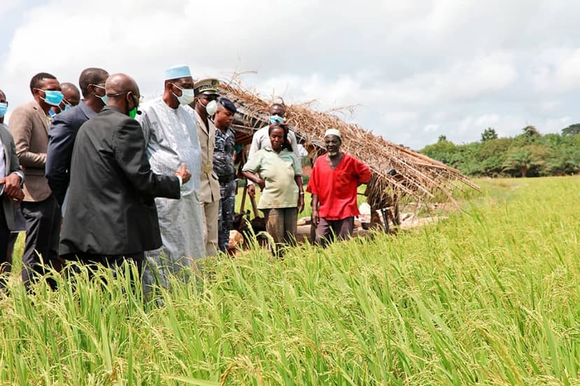 Côte d’Ivoire : faire des riziculteurs “des hommes d'affaires prospères” (Gaoussou Touré)