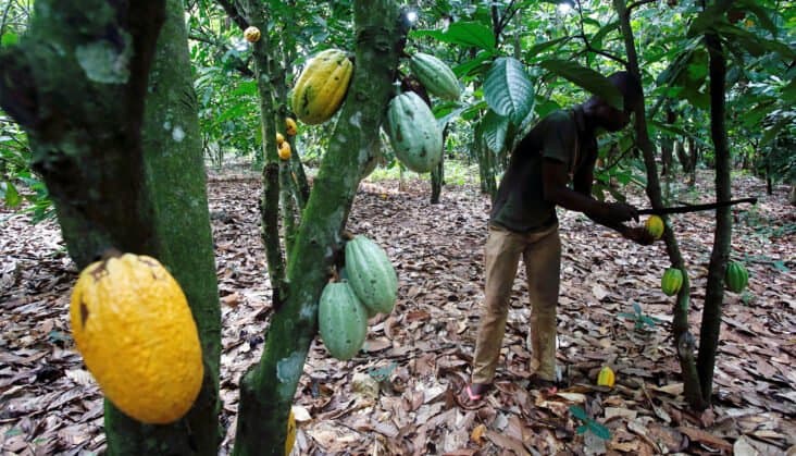 Menace sur le cacao africain : La Côte d’Ivoire et le Ghana s’imposent avec "chocpec'' face aux multinationales