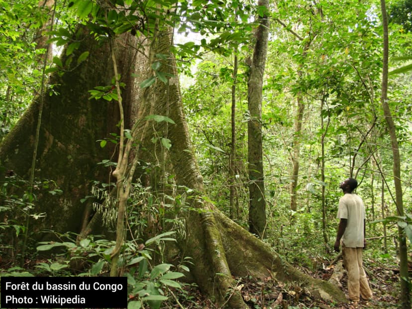 La chronique du lundi : la cartographie au service de la gestion durable de la forêt africaine