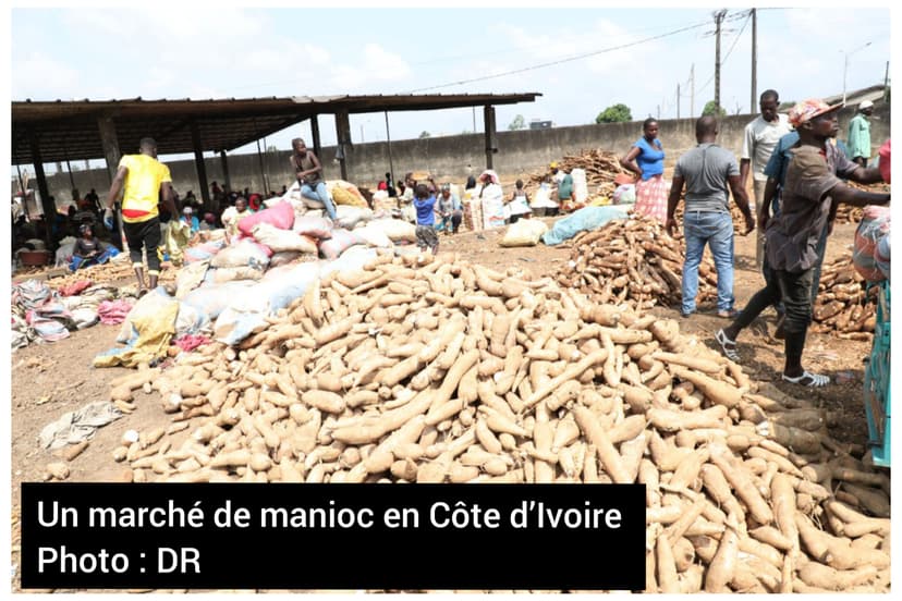 Sécurité alimentaire : Un centre d'excellence contre les maladies du manioc