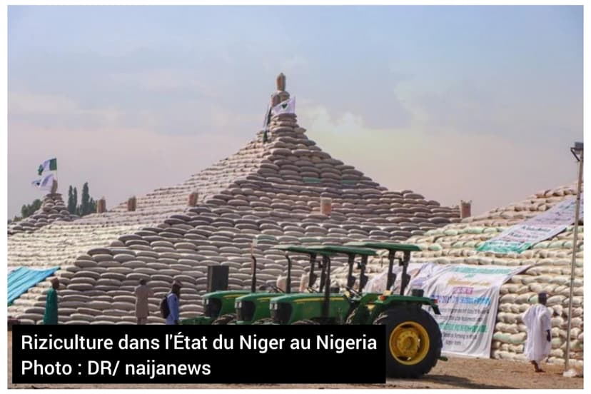 Autosuffisance en riz : La riziculture de la saison sèche, le modèle du Nigeria qui doit inspirer les autorités ivoiriennes