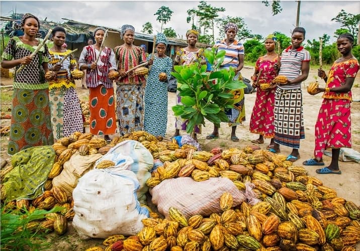 Chronique du lundi la filiere du cacao en Afrique : un gisement d’emplois, des opportunités d’affaires, mais des obstacles au chocolat « made in Africa »