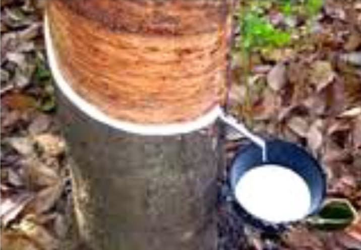 Caoutchouc naturel de Côte d'Ivoire : l'Apromac annonce la labélisation au Salon de l'Agriculture de Paris