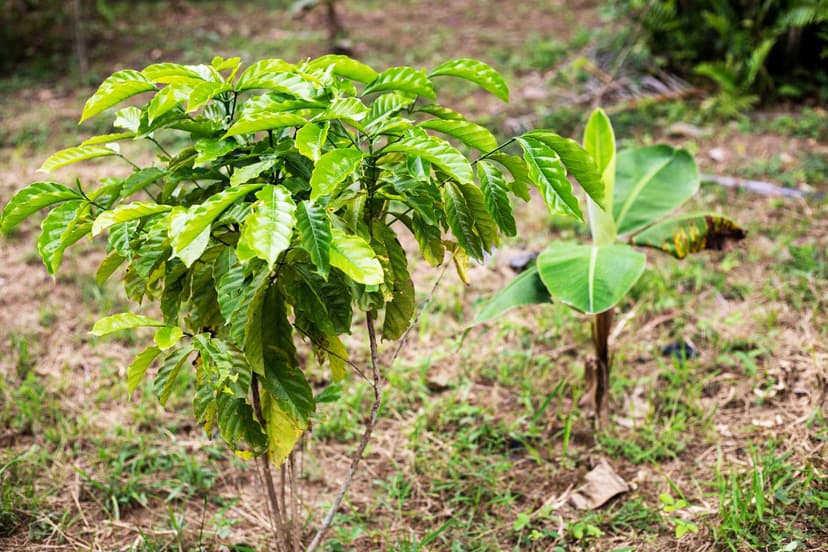Chronique du lundi - l’agroforesterie : une réponse efficace pour lutter contre la dégradation des sols et augmenter leur fertilité