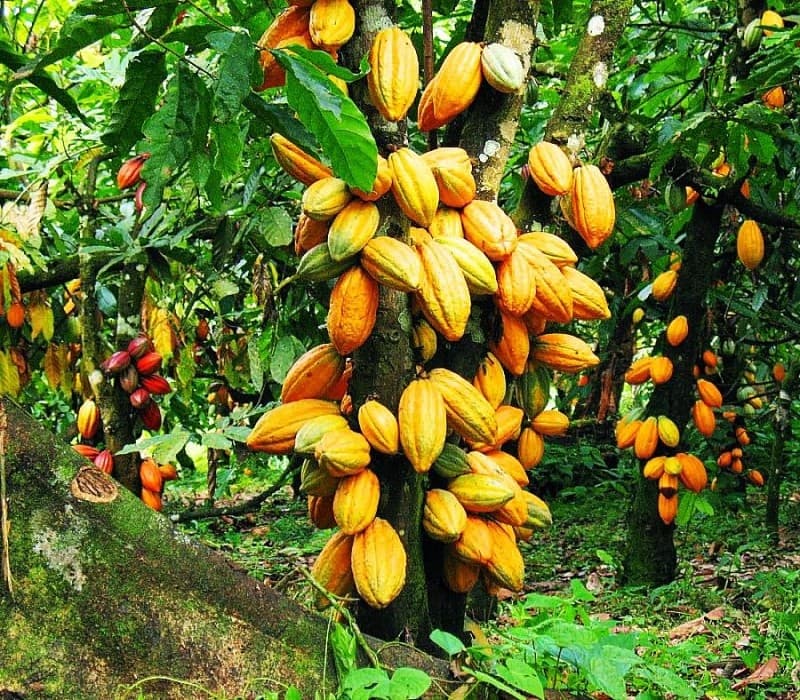 Cacao : l’Usypaci, un syndicat de planteurs en Côte d'Ivoire, demande 3500 FCFA/kg