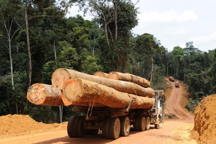Chronique du lundi - Le paradoxe de la filière bois en Côte d’Ivoire : Une source de revenus pour le pays mais des conséquences préjudiciables pour la filière elle-même et l’environnement