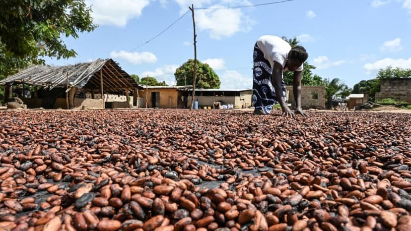 Cacao en Côte d’Ivoire : industrialisation en marche, mais des défis à relever