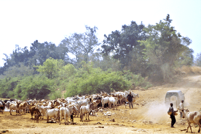 Vols de bétail à la frontière ivoirienne : une menace économique et un facteur de crispation entre Abidjan et Ouagadougou