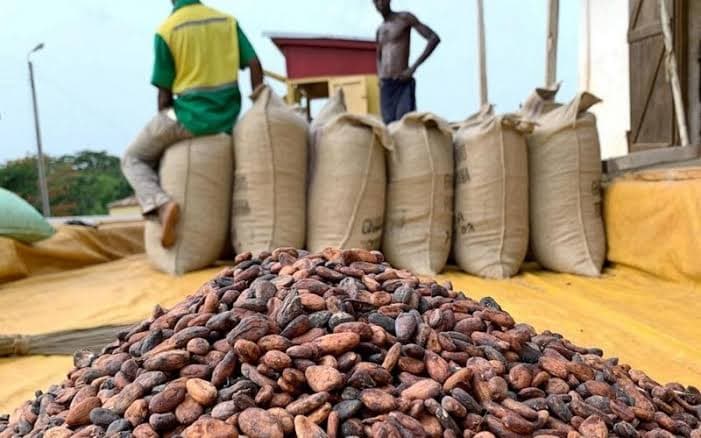 Revue de presse : le prix d'achat du cacao en forte hausse en Côte d'Ivoire
