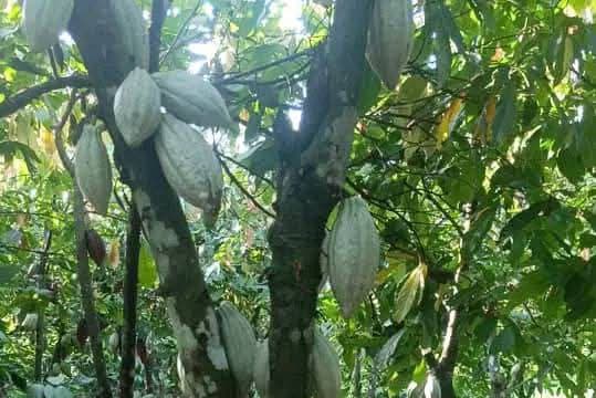 Taxes douanières américaines : Bonne nouvelle pour le cacao ivoirien