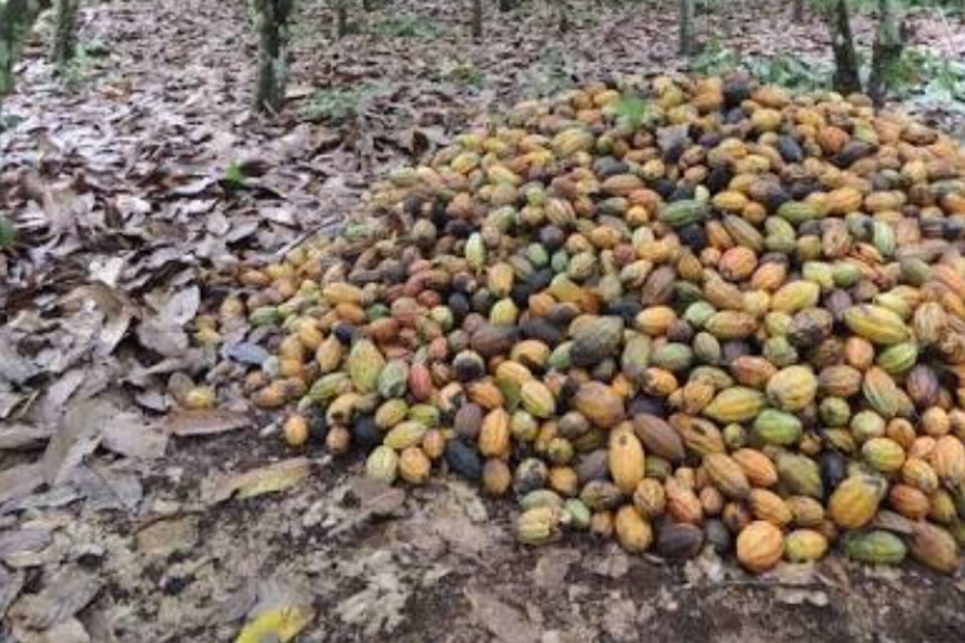 Cocoa4Futur : 855 000 producteurs Ivoiriens enregistrés dans le système national de traçabilité