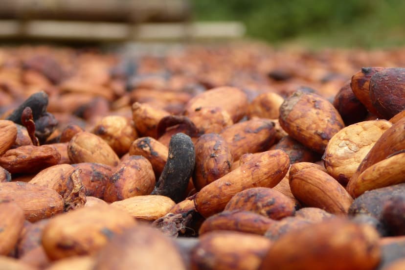 Cacao: la Côte d’Ivoire à l’épreuve des marchés mondiaux, entre opportunité et vigilance